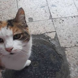Foto di Beatrice