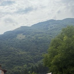 Foto di Shelly