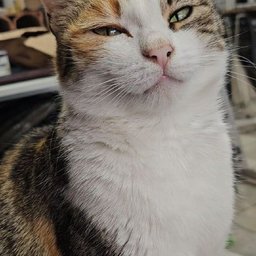 Foto di Pat