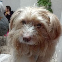 Foto di Carmen