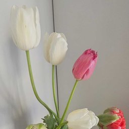 Foto di Marinella