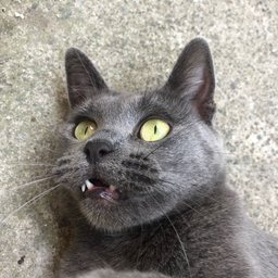Foto di Alice