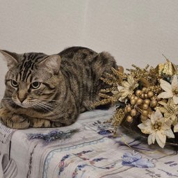 Foto di Ada